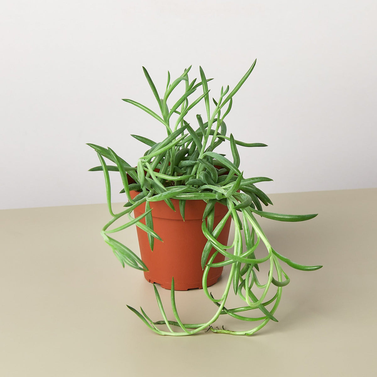 Succulent Senecio Succulent 'Fish Hooks', view 2