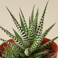 Zebra Succulent, view 2