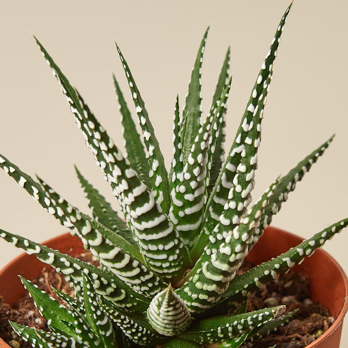 Zebra Succulent, view 2