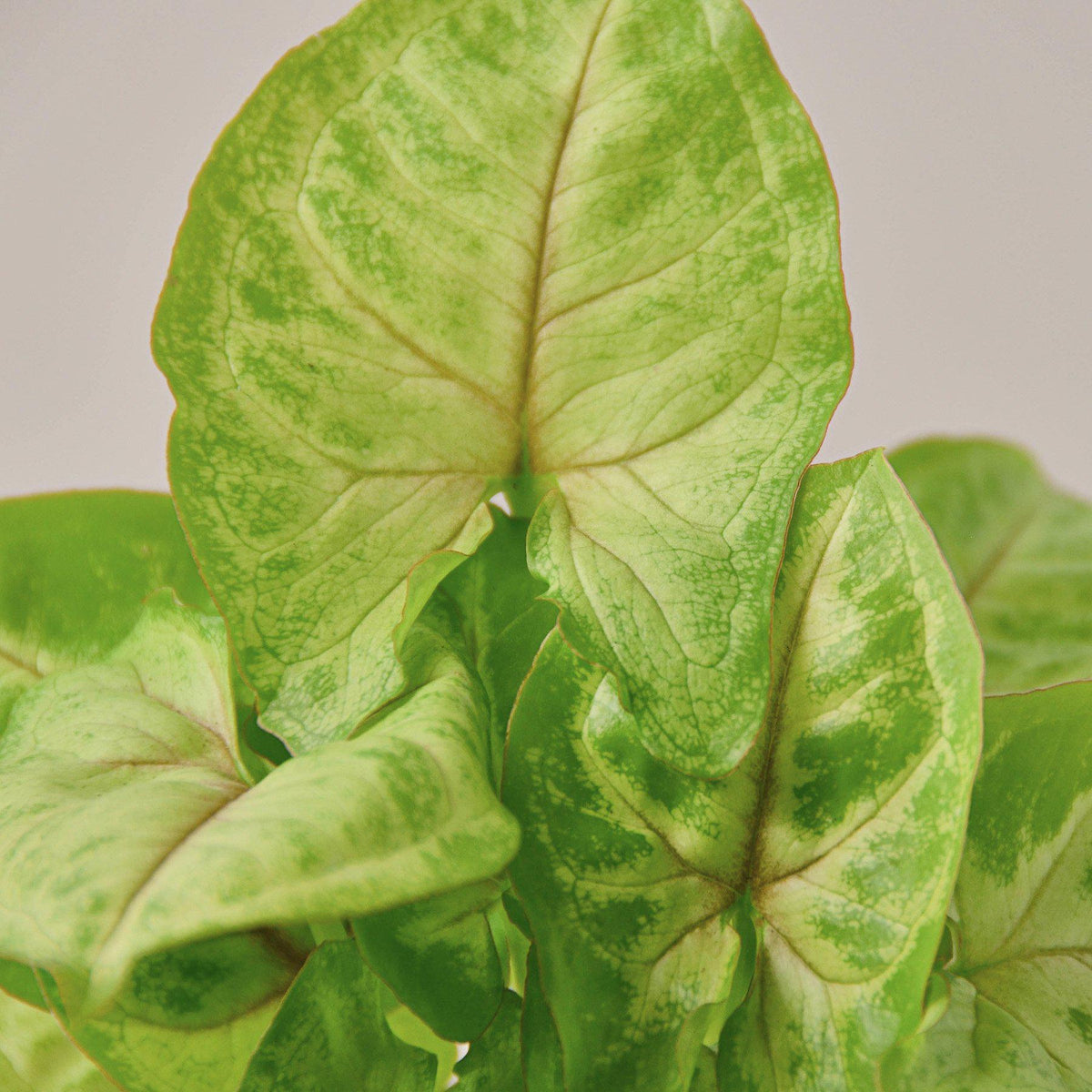 Syngonium 'Gold', view 2