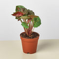 Syngonium 'Merry', view 2