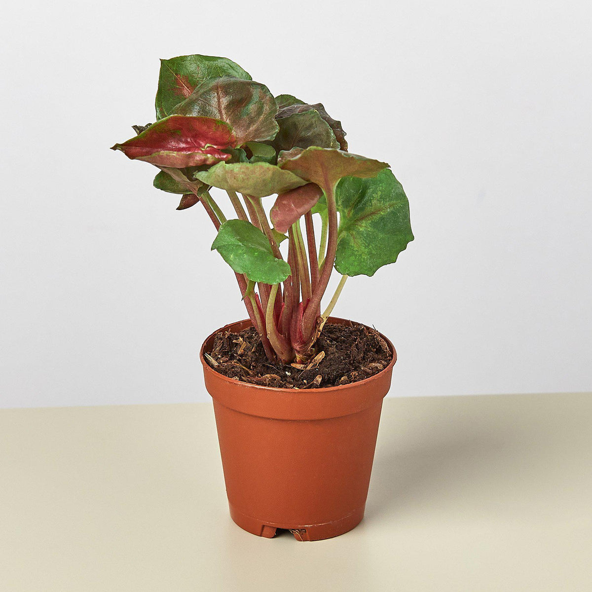 Syngonium 'Merry', view 2