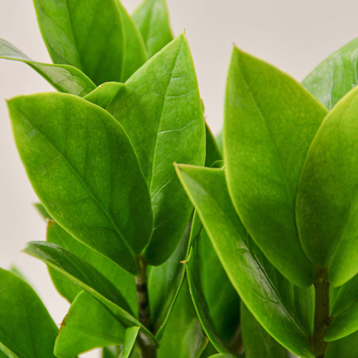 ZZ plant Zamioculcas zamiifolia, view 2