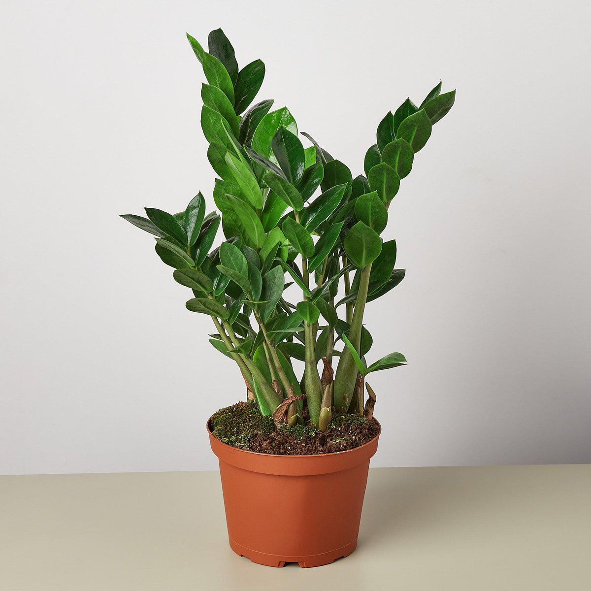 ZZ plant Zamioculcas zamiifolia, view 3