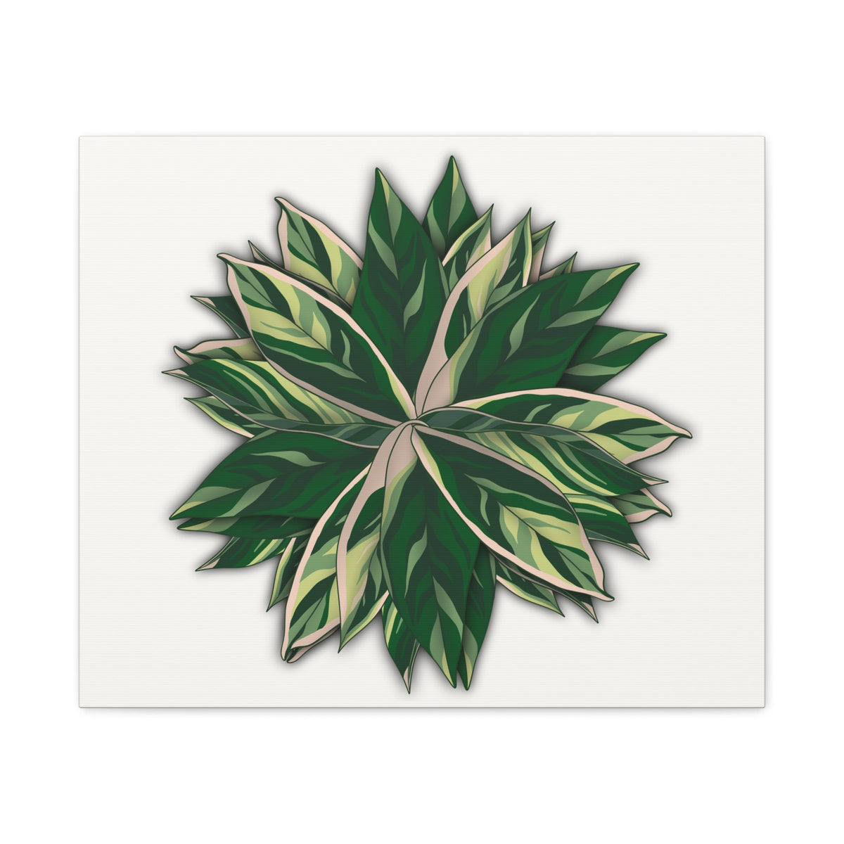 Stromanthe Triostar Canvas Print – Botanical Wall Art, view 4