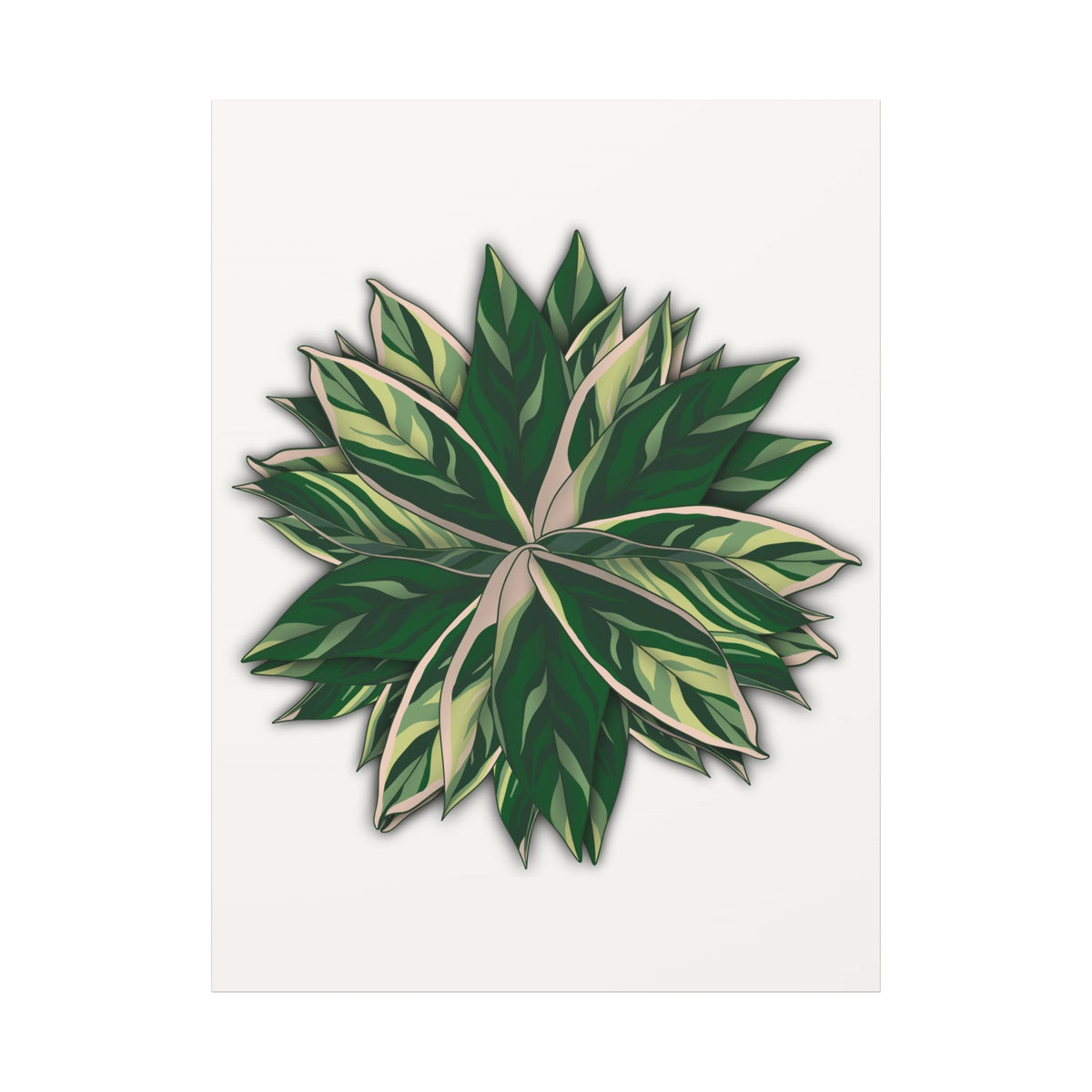 Stromanthe Triostar Canvas Print – Botanical Wall Art, view 14