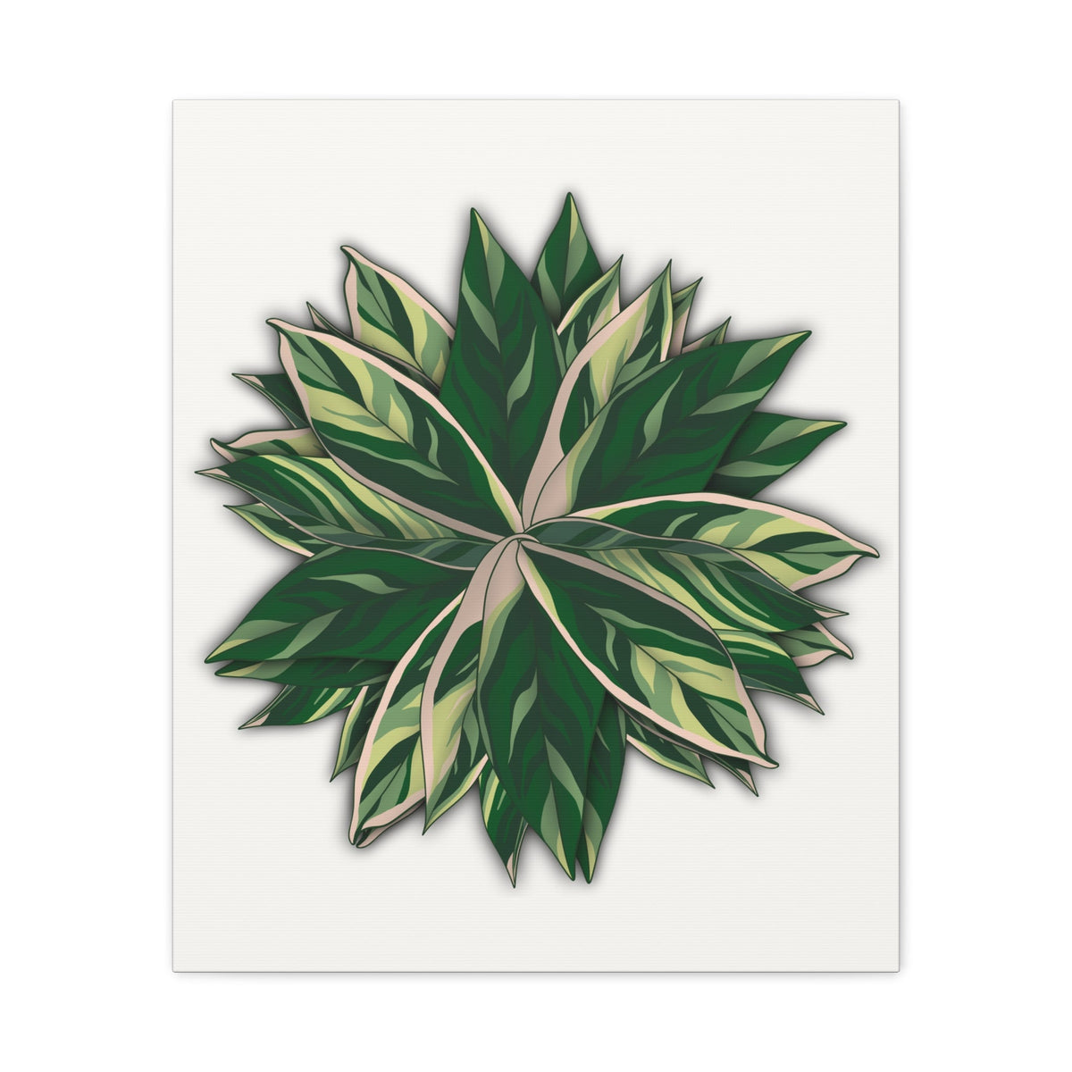 Stromanthe Triostar Canvas Print – Botanical Wall Art, view 11