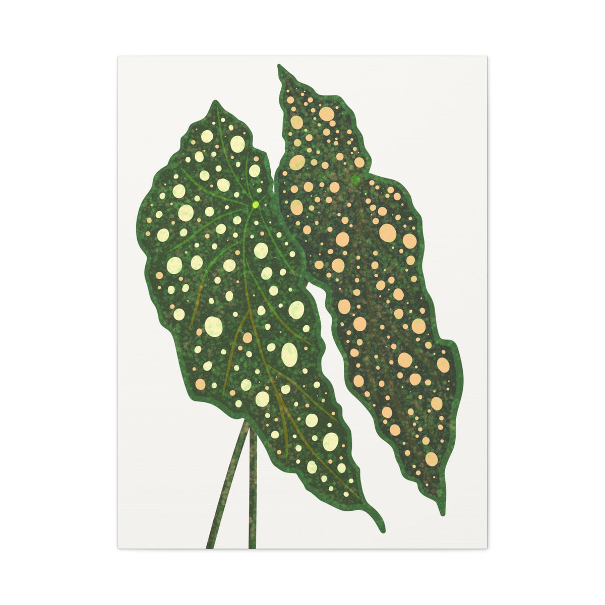 Begonia Maculata Canvas Print – Botanical Wall Art, view 13