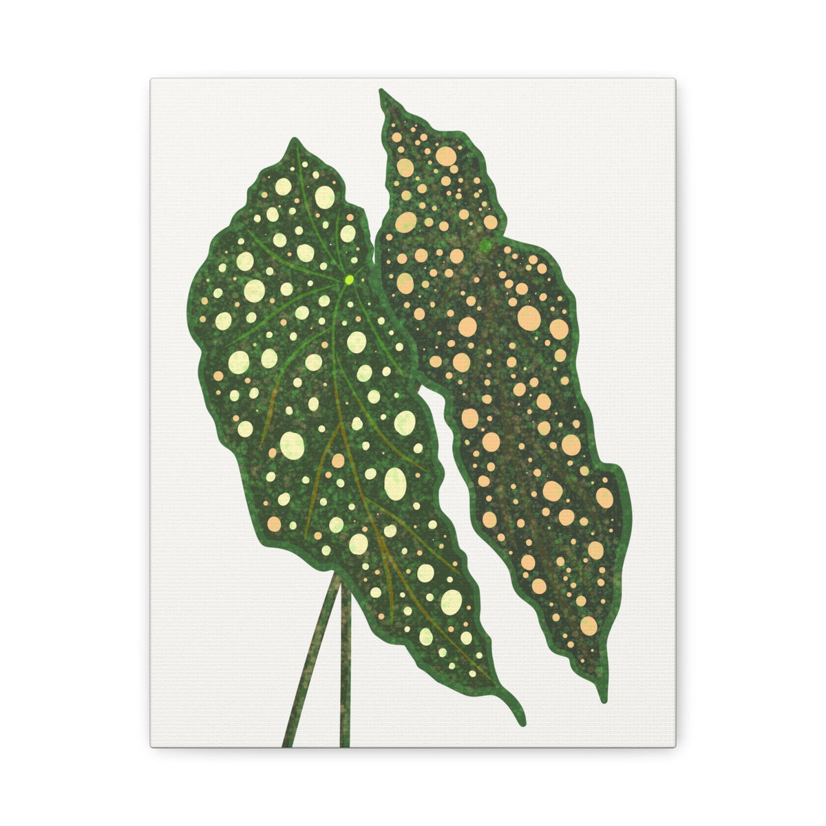 Begonia Maculata Canvas Print – Botanical Wall Art, view 9
