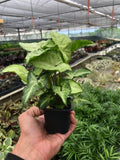 Syngonium White Butterfly arrowhead plant, view 2