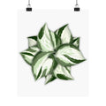 Manjula Pothos Botanical Print – Unframed Wall Art, view 7