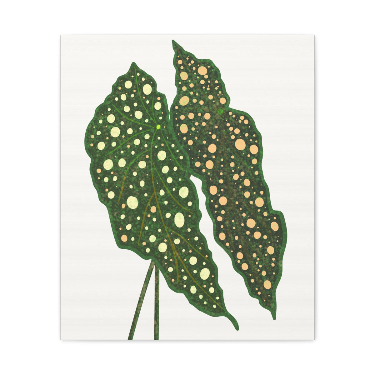 Begonia Maculata Canvas Print – Botanical Wall Art, view 11