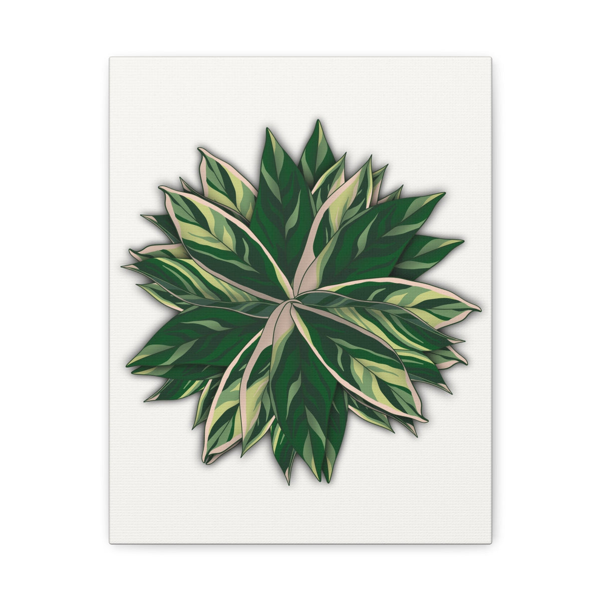 Stromanthe Triostar Canvas Print – Botanical Wall Art, view 9