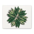 Stromanthe Triostar Canvas Print – Botanical Wall Art