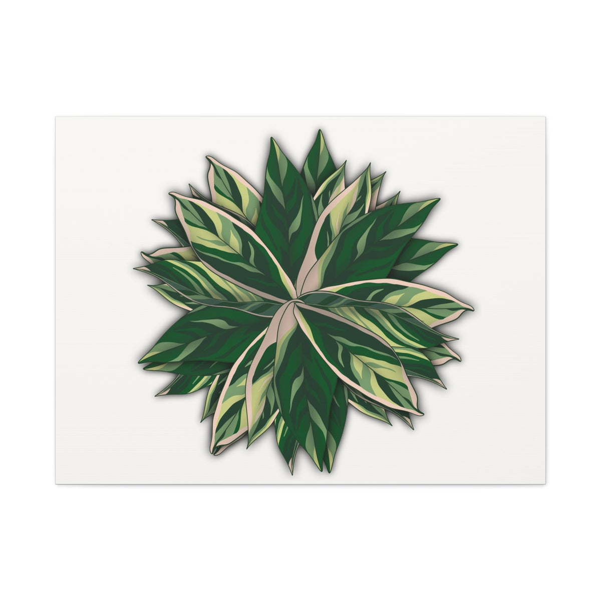 Stromanthe Triostar Canvas Print – Botanical Wall Art, view 6