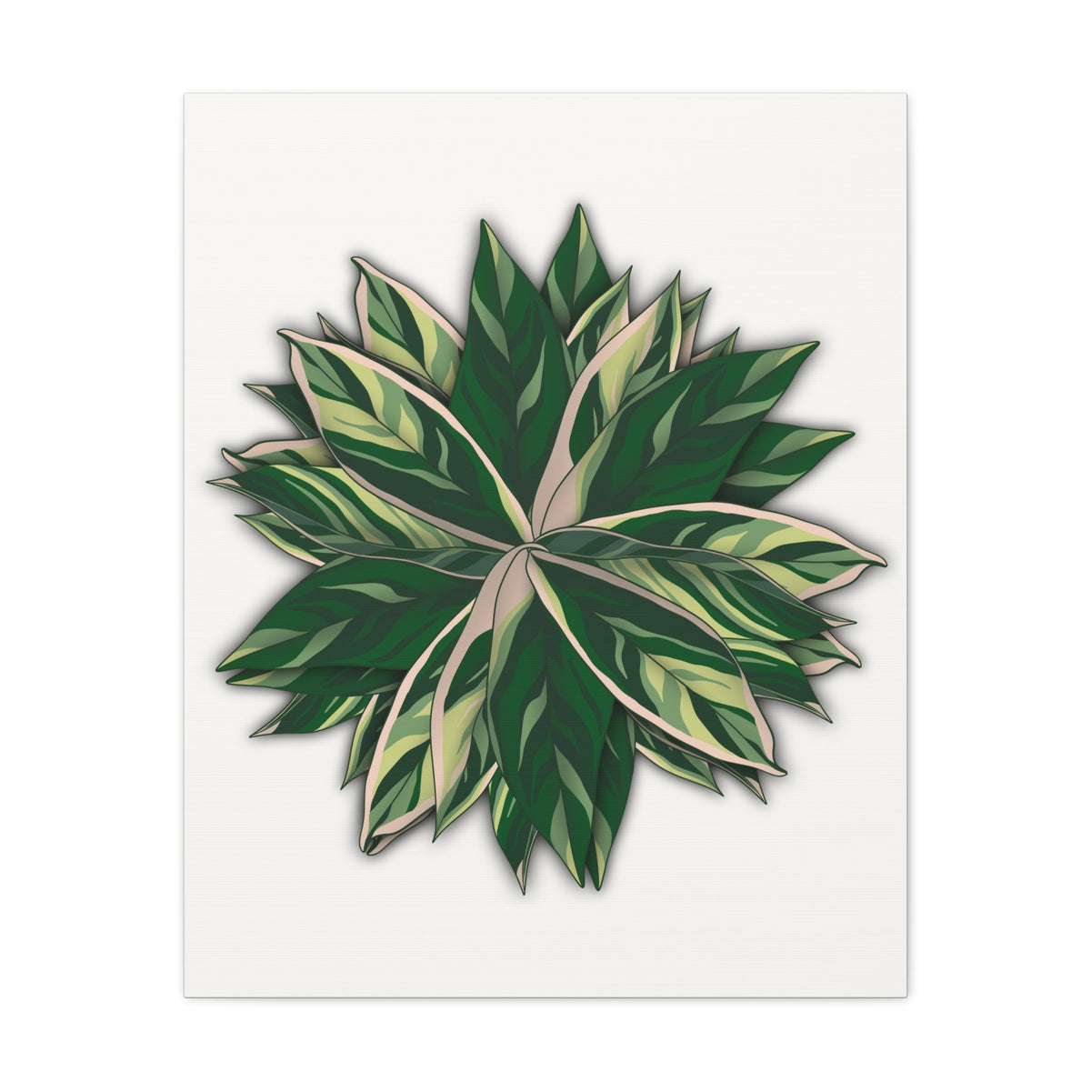 Stromanthe Triostar Canvas Print – Botanical Wall Art, view 12