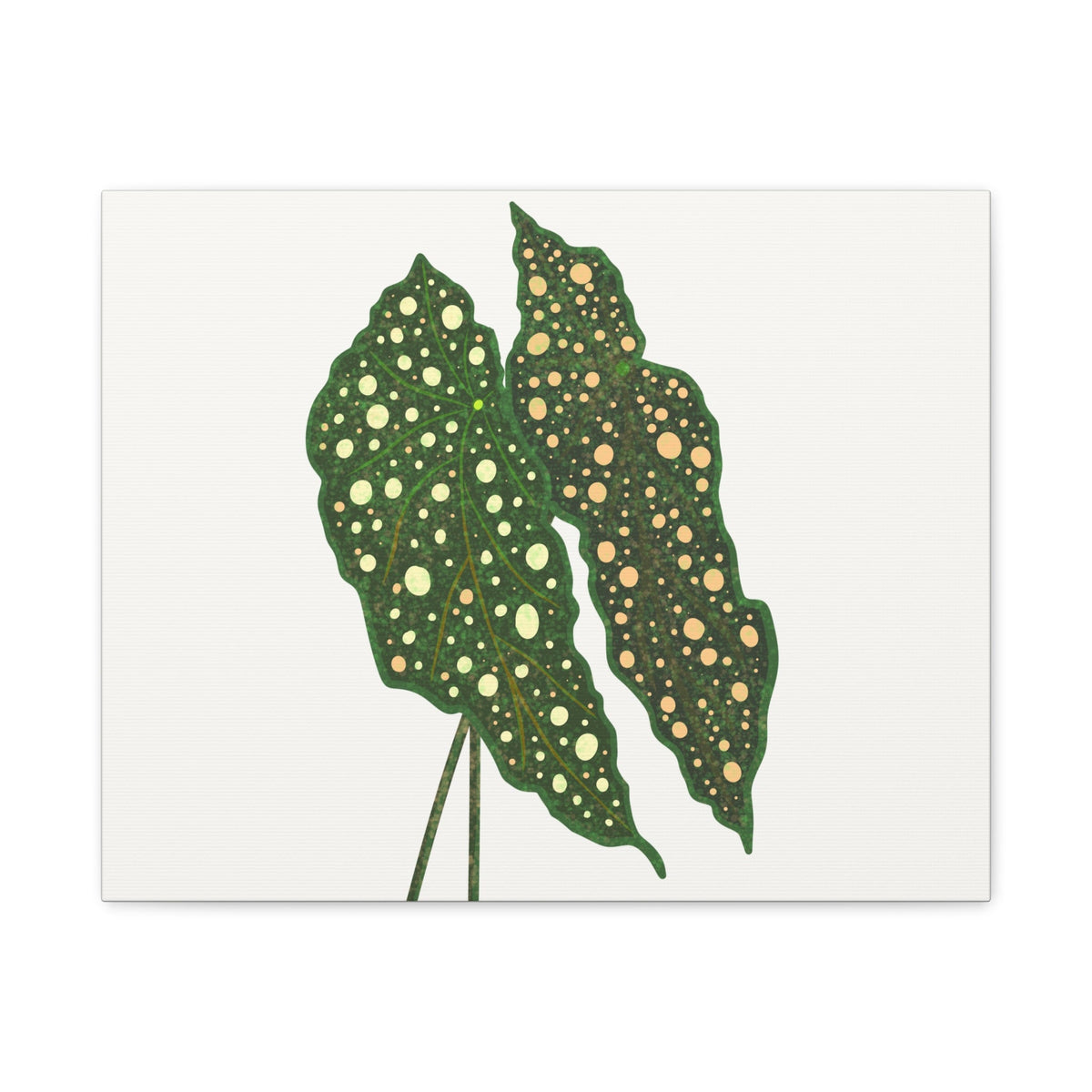 Begonia Maculata Canvas Print – Botanical Wall Art, view 3