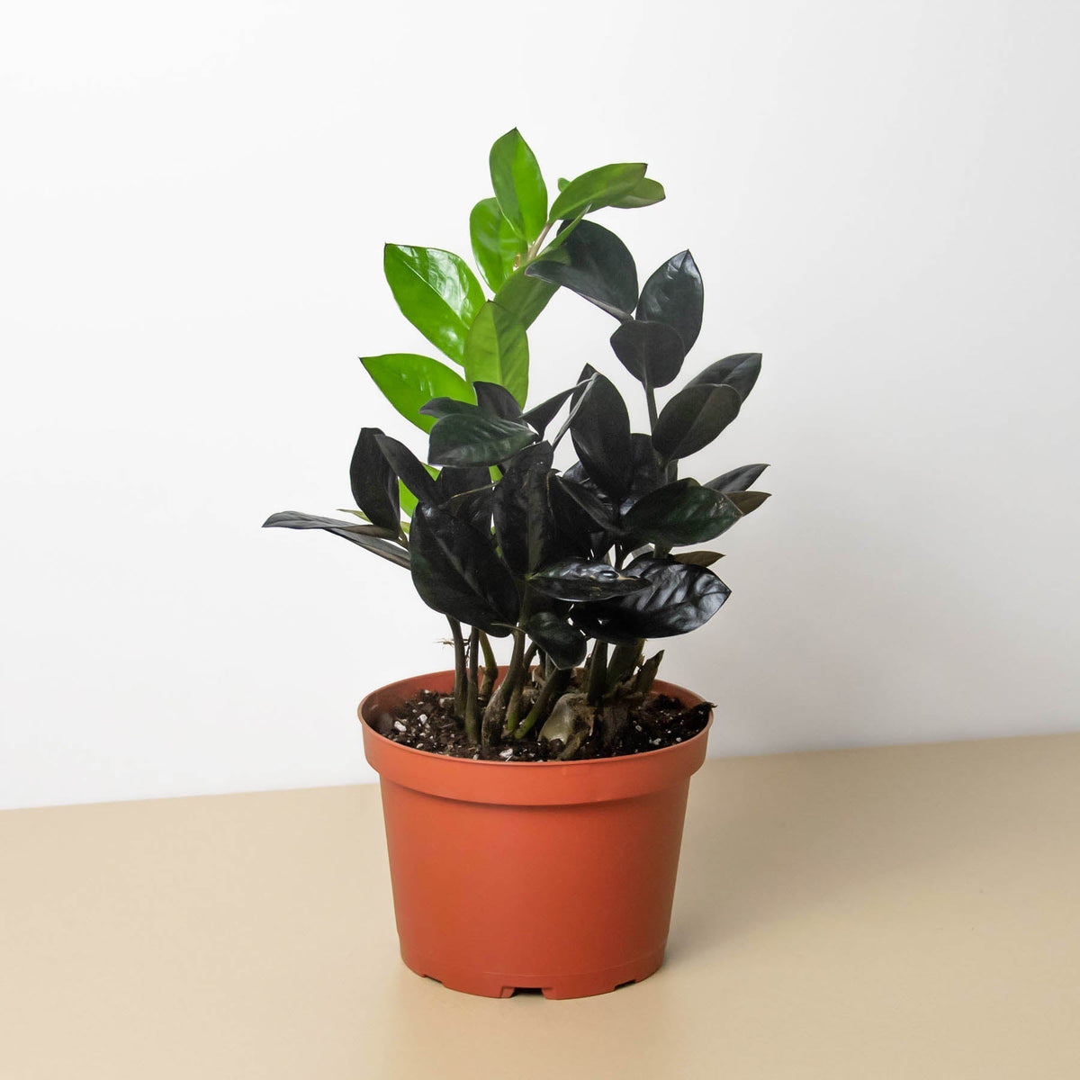 ZZ plant Black Queen