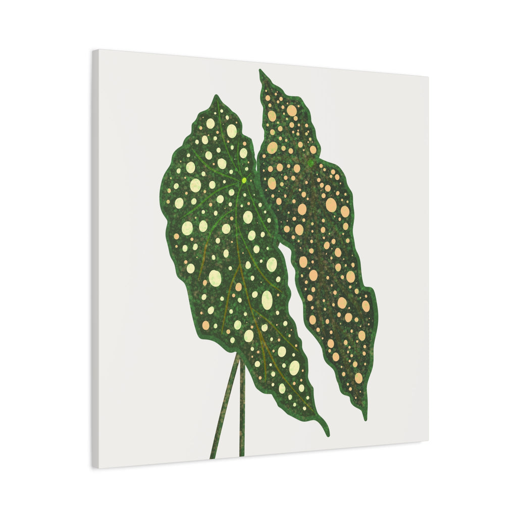 Begonia Maculata Canvas Print – Botanical Wall Art