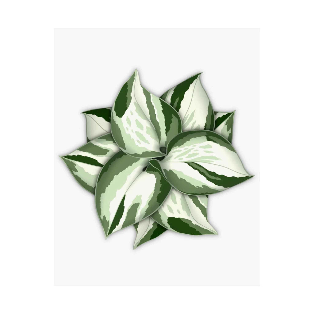 Manjula Pothos Botanical Print – Unframed Wall Art