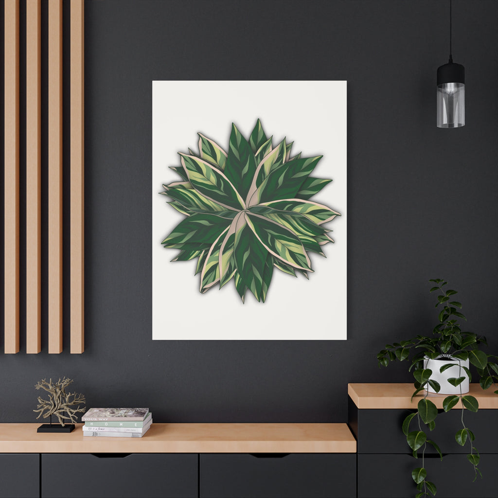 Stromanthe Triostar Canvas Print – Botanical Wall Art