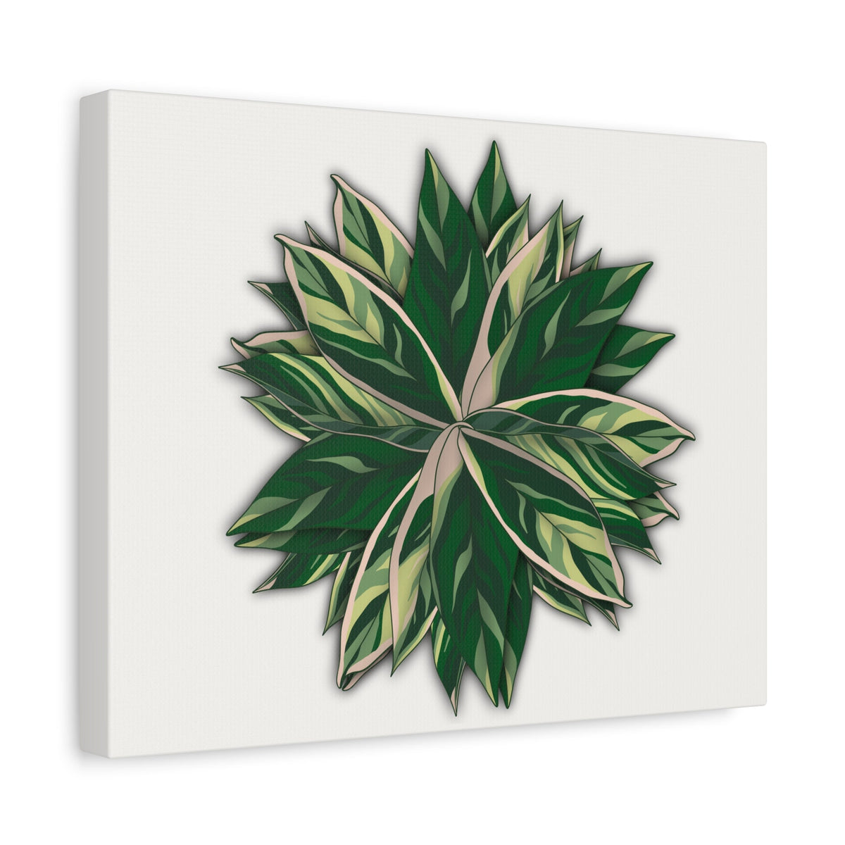 Stromanthe Triostar Canvas Print – Botanical Wall Art