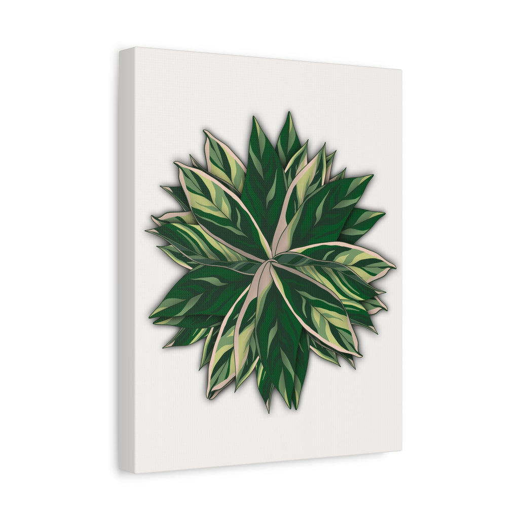 Stromanthe Triostar Canvas Print – Botanical Wall Art