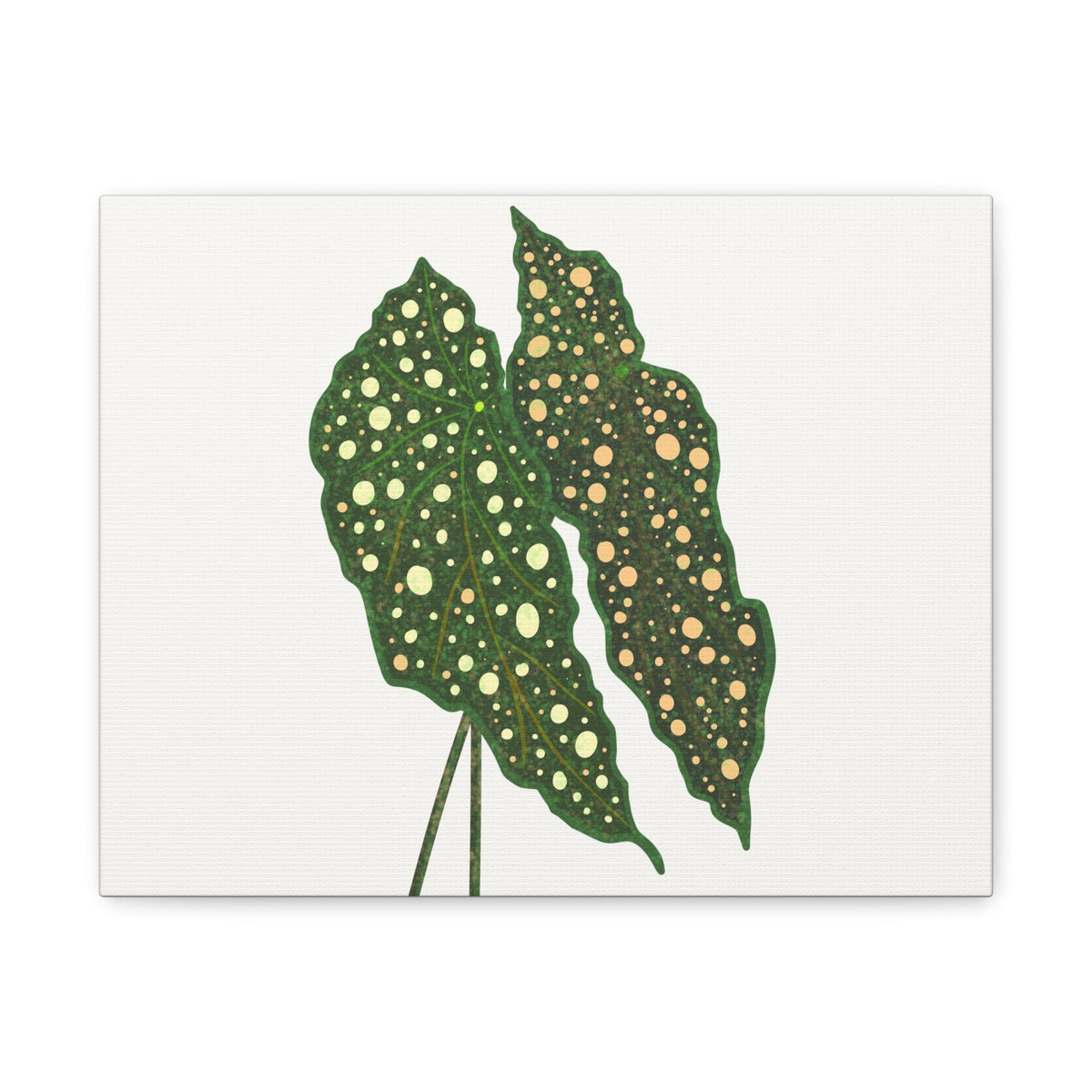 Begonia Maculata Canvas Print – Botanical Wall Art, view 2