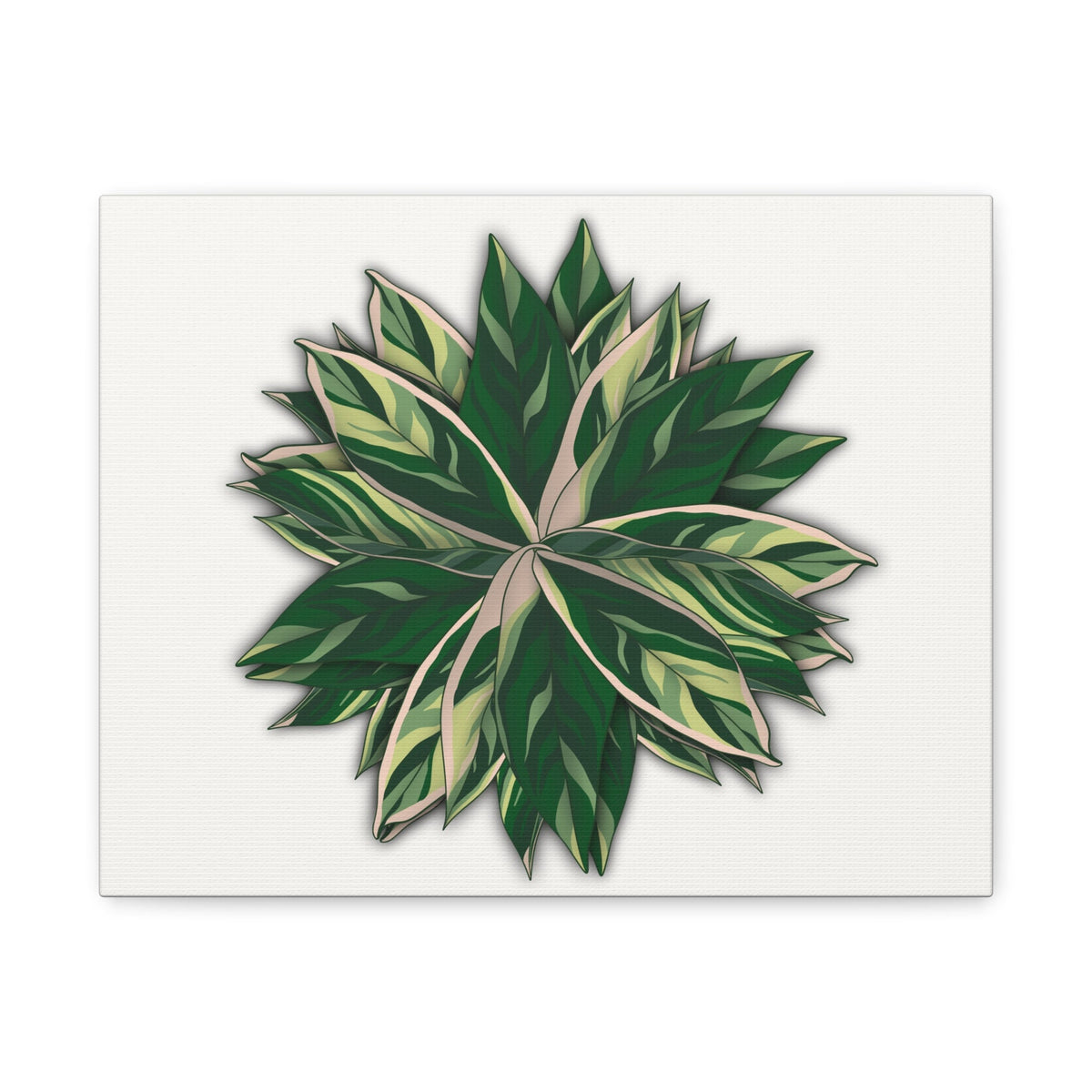 Stromanthe Triostar Canvas Print – Botanical Wall Art, view 2