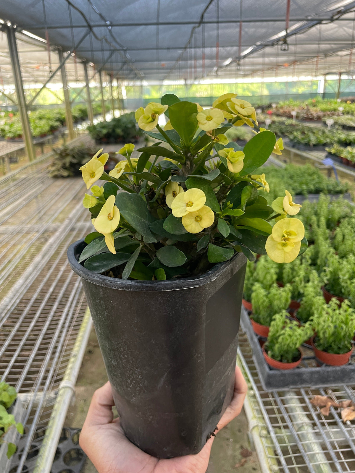 Crown of Thorns, view 7