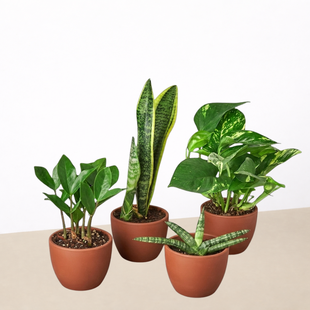 Easy Care Variety Bundle, view 3