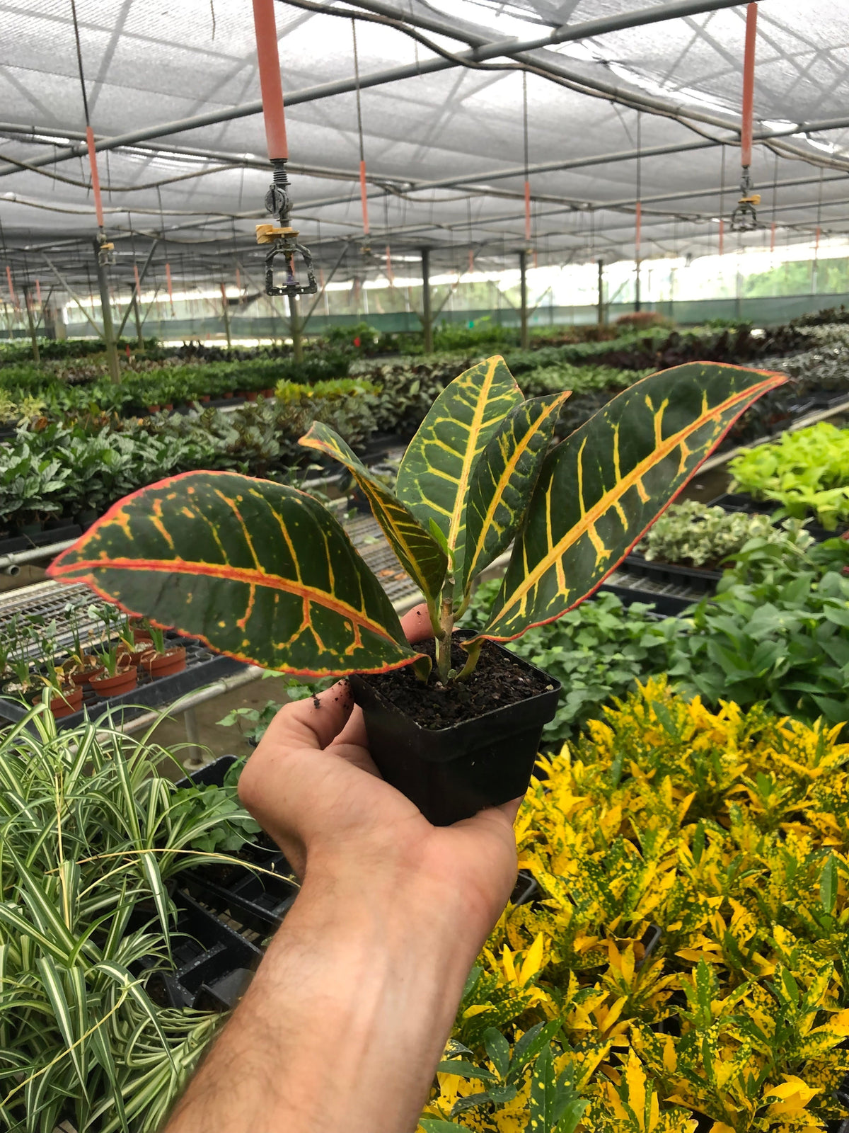 Croton Petra 'Joseph's Coat', view 2