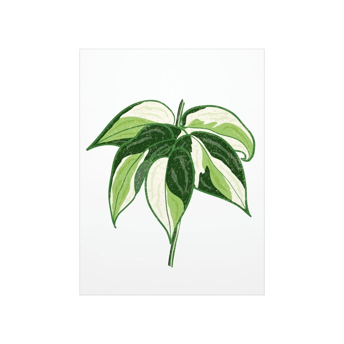Philodendron Cream Splash Botanical Print – Unframed Wall Art