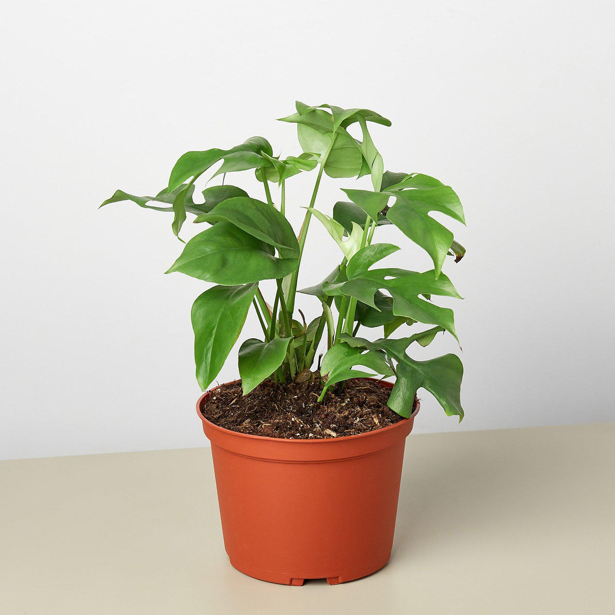 Mini Monstera Rhaphidophora tetrasperma
