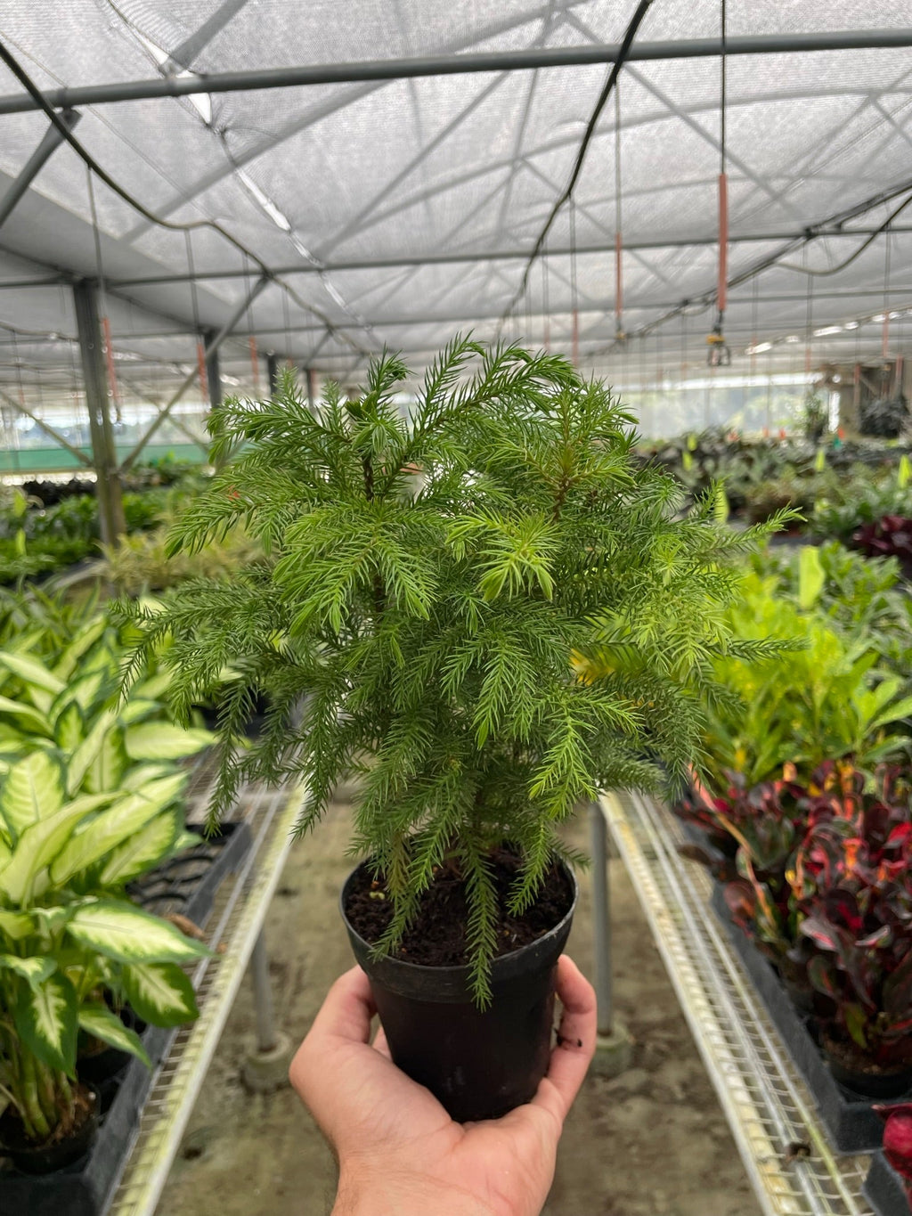 Norfolk 'Island Pine', view 2
