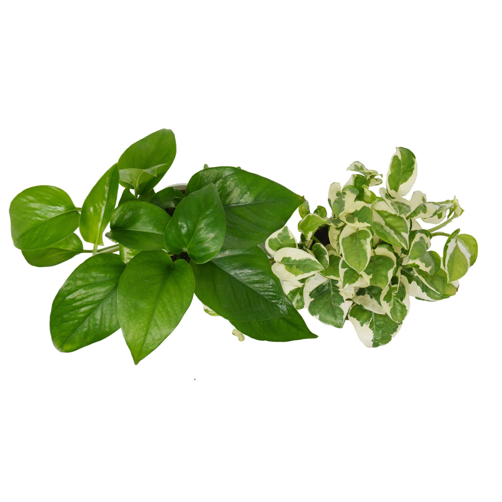 2 Pothos Variety Pack / 4" Pot / Live Plant / Home and Garden Plants, view 3