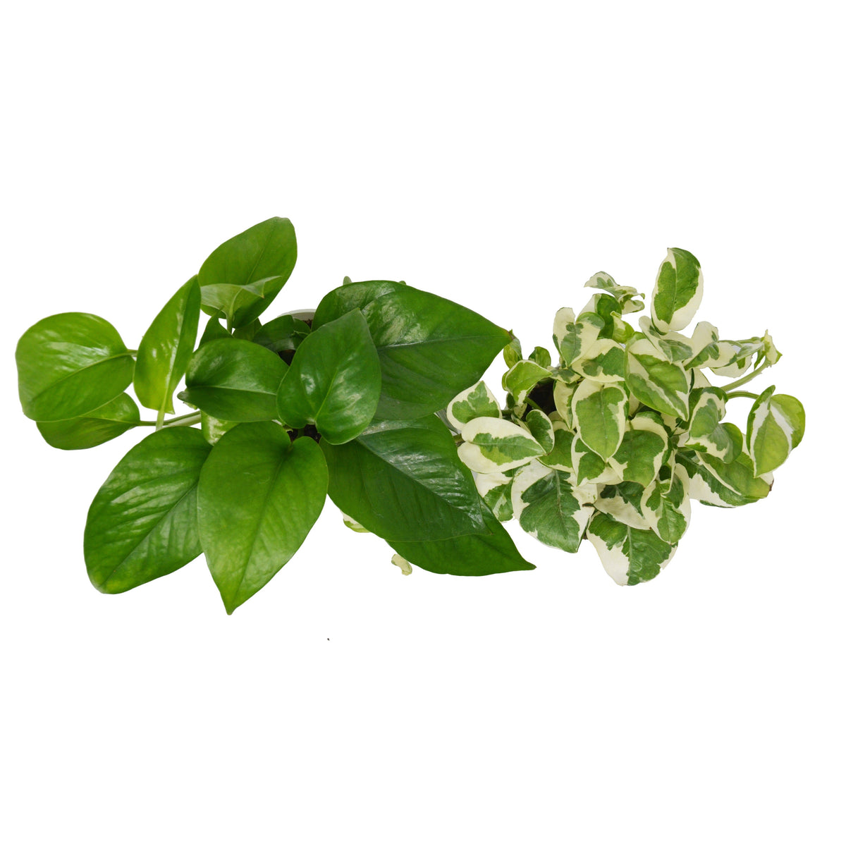 2 Pothos Variety Pack / 4" Pot / Live Plant / Home and Garden Plants, view 3