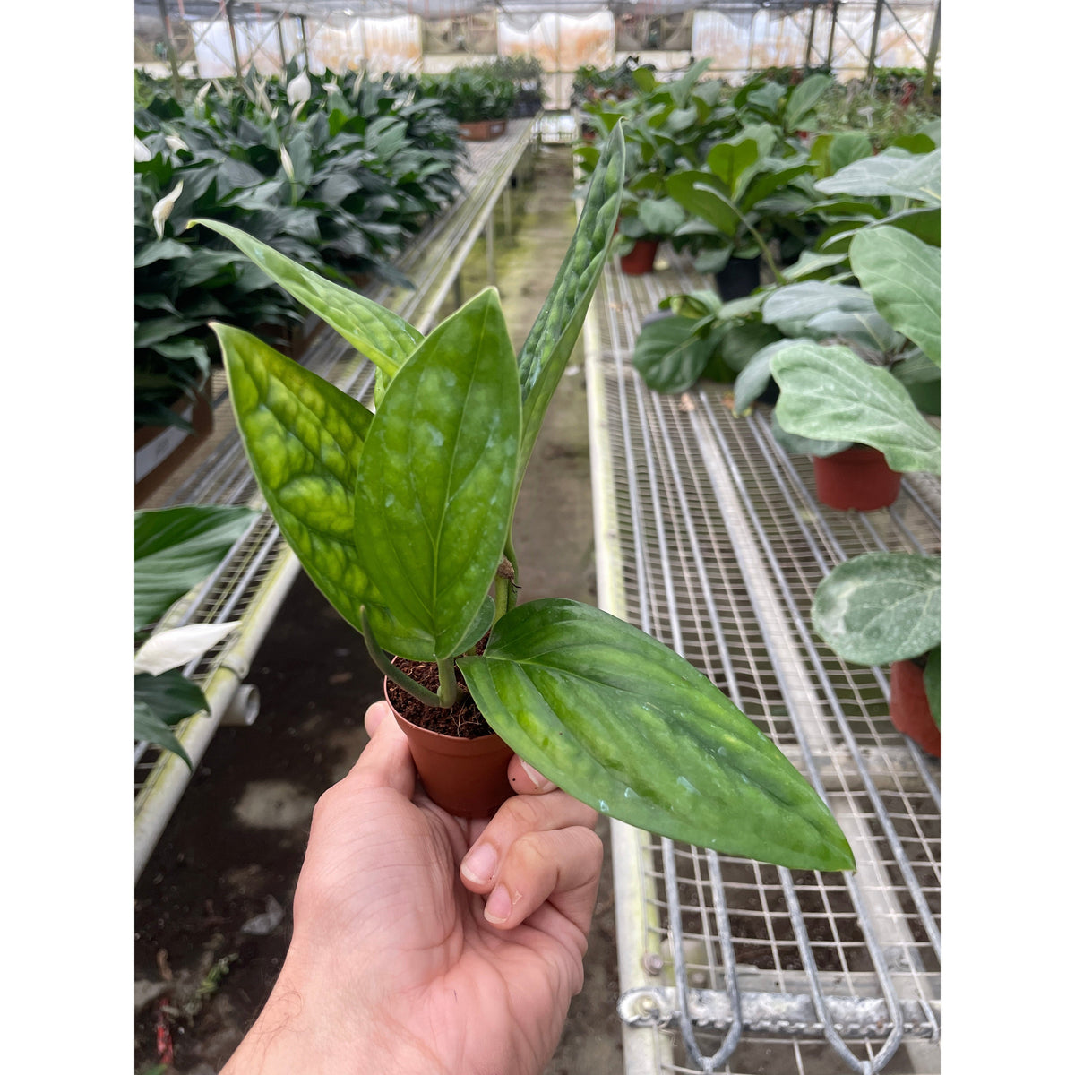 Monstera 'Peru', view 3