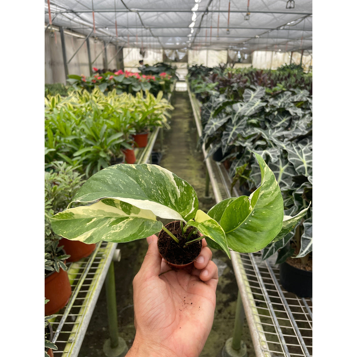 Pothos 'Albo Variegata', view 2