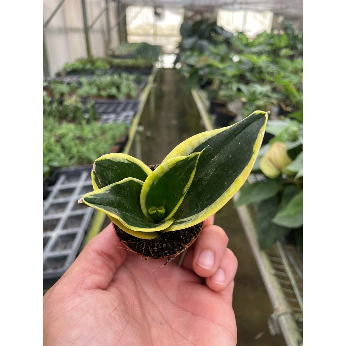 Snake Plant 'Black Gold', view 2
