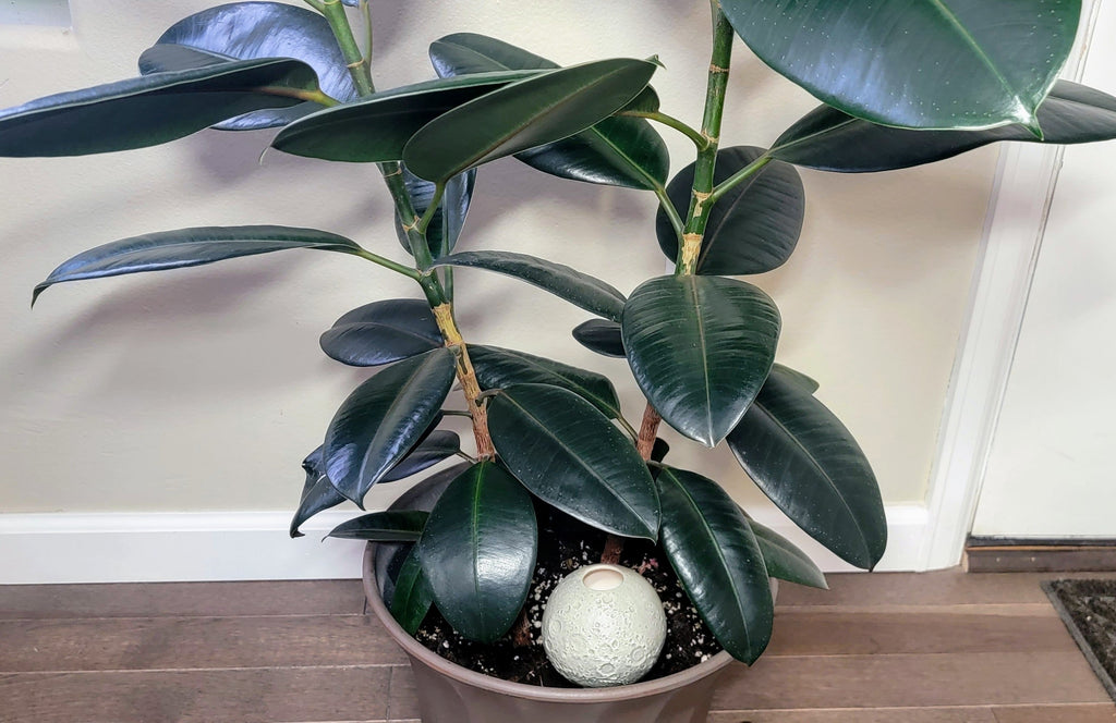 Moon Plant Watering Spike, view 3