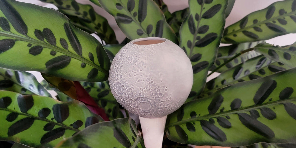 Moon Plant Watering Spike, view 10