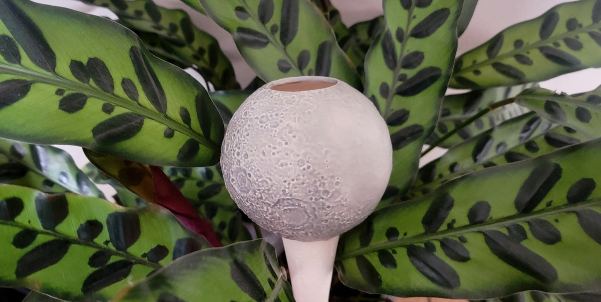 Moon Plant Watering Spike, view 10