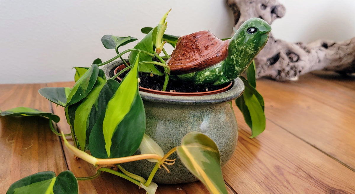 Turtle Plant Watering Spike, view 8