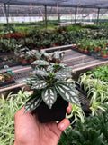 Pilea 'Aluminum', view 2