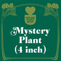 Mystery pet-friendly houseplant
