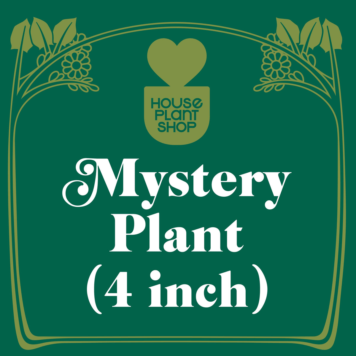 Mystery pet-friendly houseplant