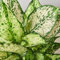 Chinese Evergreen 'First Diamond', view 2