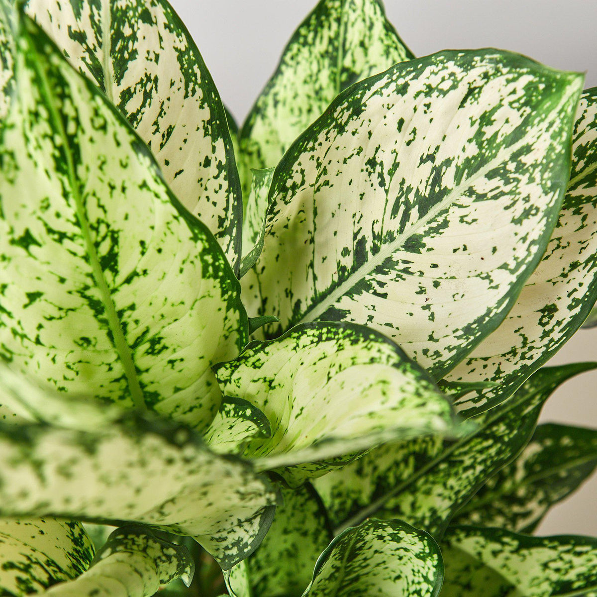 Chinese Evergreen 'First Diamond', view 2