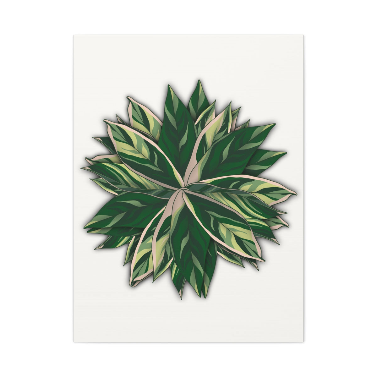 Stromanthe Triostar Canvas Print – Botanical Wall Art, view 13